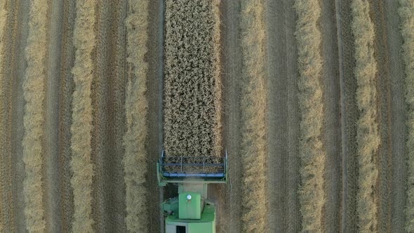 Drone shot of farmer harvesting crop