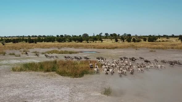 Aerial Fly Over View of a Large Herd  Lechwe Antelope,  Springbok and Zebras, Herd of Cape Buffalo G