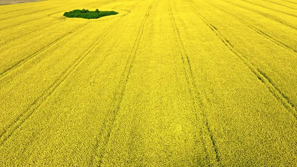 Aerial view of yellow rape fields in Poland countryside.