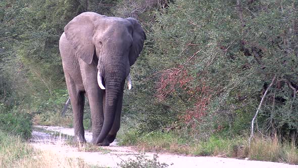 A elephant bull walking down a dirt road towards camera.