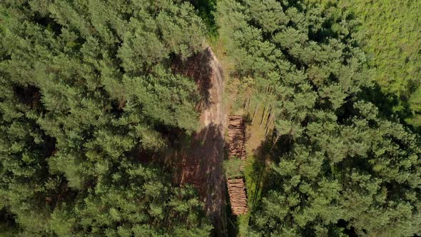 Felling a tree. Wooden logs from a pine forest. Forest of pine and spruce. Forest protection concept