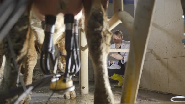 Modern cow milking parlor.