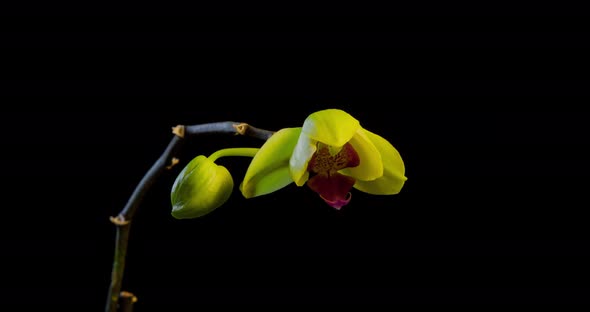 Yellow Orchid Time Lapse