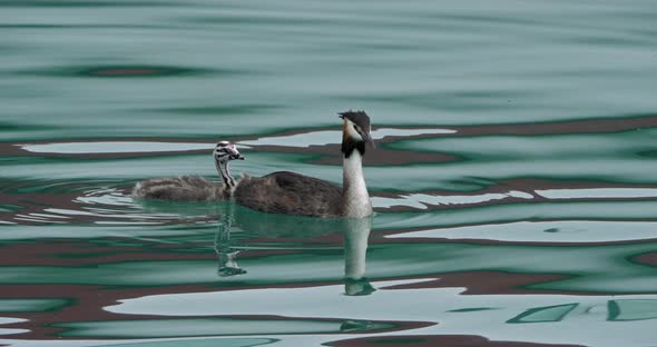 Great crested grebe with juveniles, (Podiceps cristatus), lake of Annecy, France