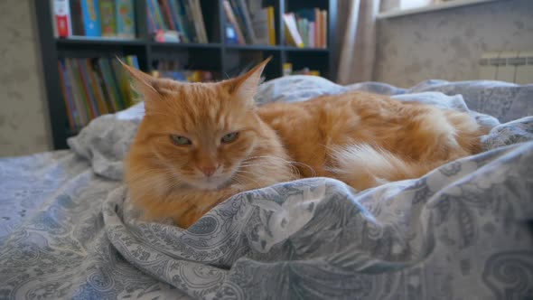 Cute Ginger Cat is Lying in Bed