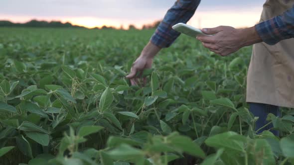 Male Farmer Agronomist Examining Soybean Plants in Cultivated Field