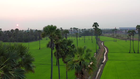 Dongtan Samkhok Palm Trees and Rice Fields During Sunset in Pathum Thani Bangkok Thailand