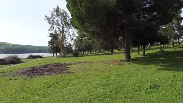 Low down drone shot flying underneath orange tree in lush green park, Seville Spain