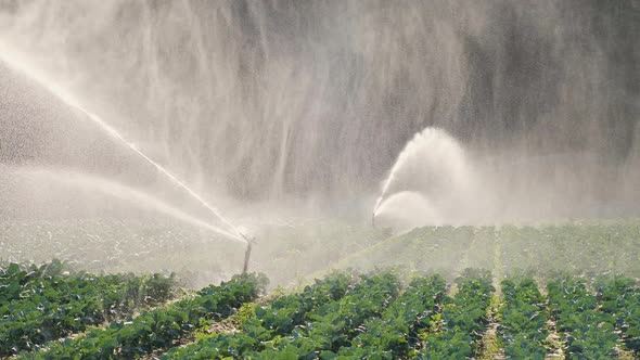 Irrigation Vegetable Plantation