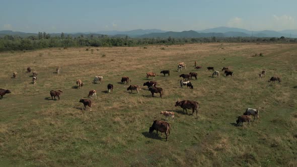 Herd of Cattle on Rural Farmland