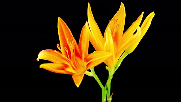 Time Lapse of Orange Lily Flower Blossoms