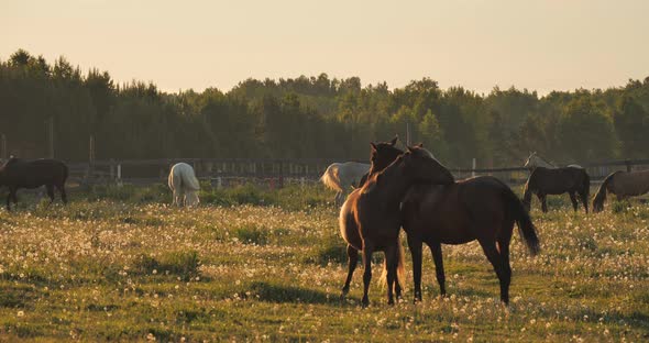 Two Horses in the Morning Light Are Playing with Each Other