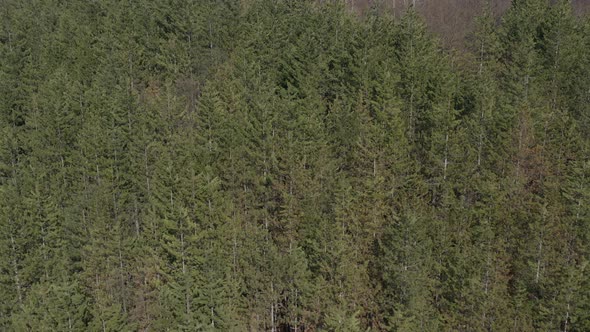 European silver fir Abies alba woods from above 4K drone video