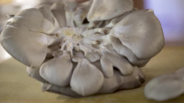 Wide shot showing the full, fresh cluster of oyster mushrooms on a thick wooden cutting board.