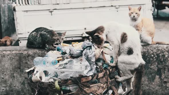 Stray Shabby Cats Eat Rotten Food From a Dirty Dumpster Poor Africa Zanzibar