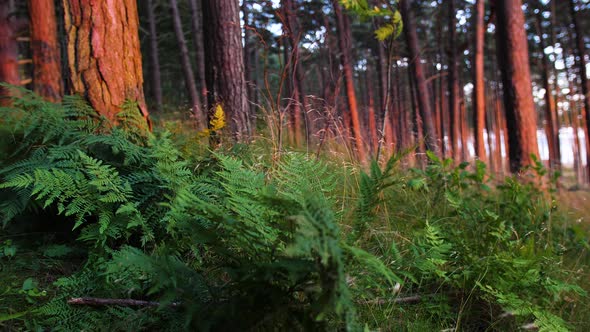 Seaside Forest Floor