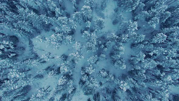 Soft aerial dolly right above snow covered tree tops in arctic climate