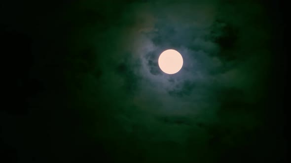 The Full Moon Peeps Through the Branches of Palm Trees and Exotic Trees on the Seashore