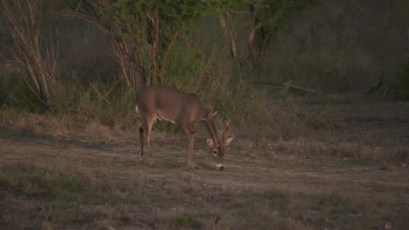 a whitetail buck in Texas, USA