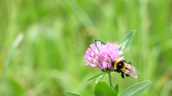 Bumblebee On A Flower