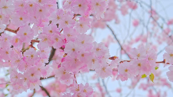 Beautiful Pink Sakura Tree Plant