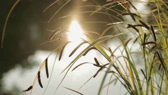 Reeds are Waving Slowly at Sunset Thickets of Reeds on Background of Lake or Pond Water