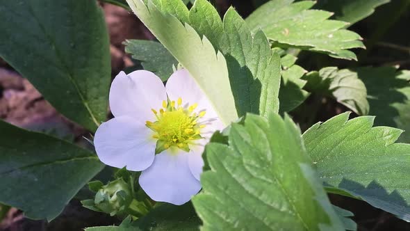 White Strawberry Flowers in Bloom on a Bush in the Garden