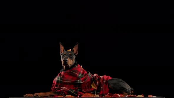 Dark Brown Doberman Red Plaid Blanket Lies Fallen Leaves