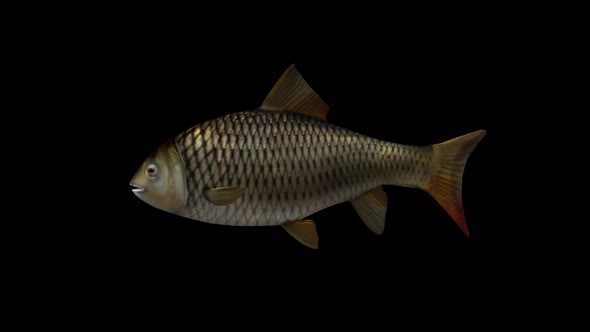 Fish Fast Swimming – Side View alt