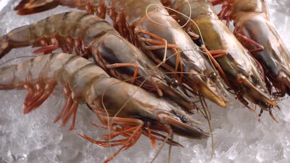 Raw Shrimps Lying on Ice.