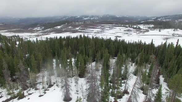 Flying view over snow and pine trees