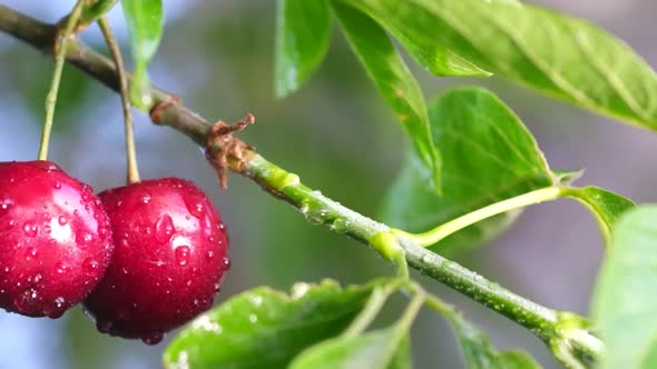 Cherry Tree in the Rain