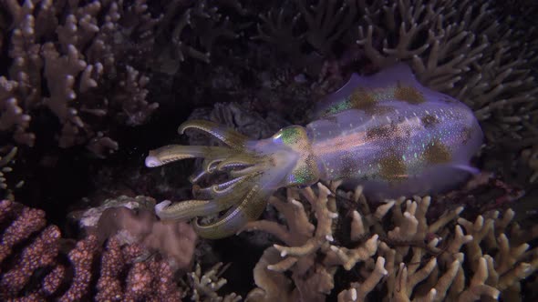 Big fin reef squid filmed from above showing vivid colors at night while swimming over a tropical co