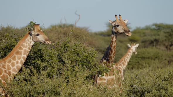 Giraffe Eating in Early Morning Light