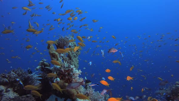 Tropical Coral Garden Underwater Life
