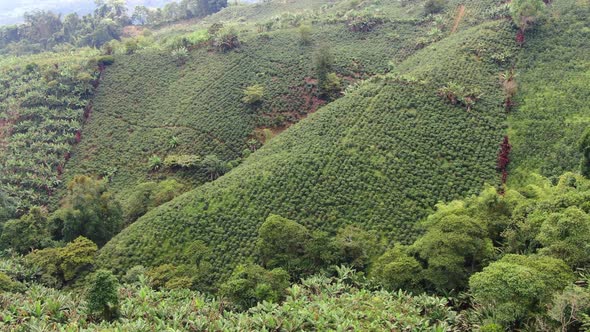 Coffee plantations on the mountains of Colombia