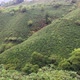 Coffee plantations on the mountains of Colombia - VideoHive Item for Sale