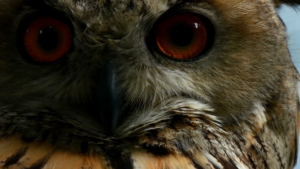 The head of an owl with large orange eyes looks into the camera. Wild bird background.