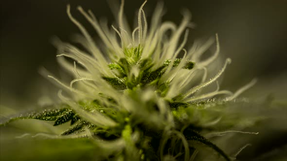 Cannabis cone super macro. The top of a marijuana bush.