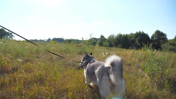 Feet of Young Girl Jogging with Her Siberian Husky Dog on the Leash Across Green Grass at the Field