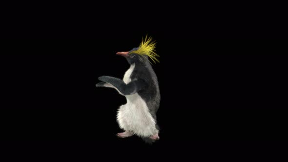 Penguin Dancing 4K