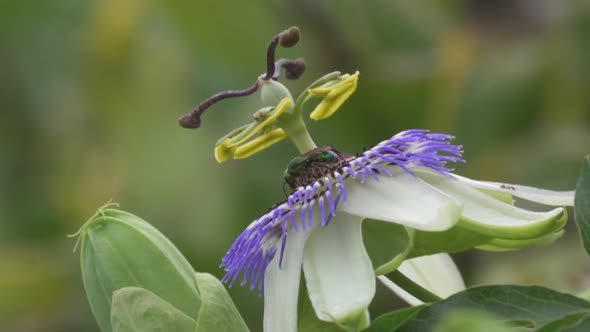 Close up of a green cuckoo wasp nectaring over a blue crown passion flower then flying away. Slow mo