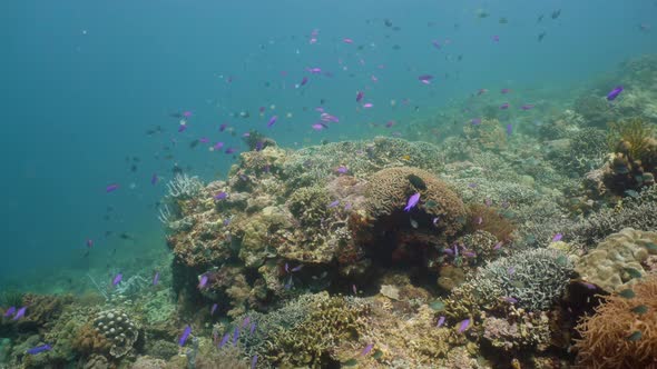 Coral Reef with Fish Underwater