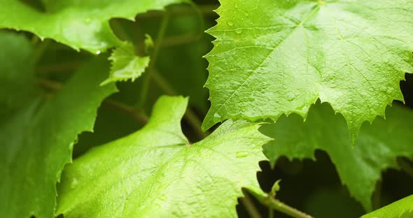 Water Drops on Leaf Surface