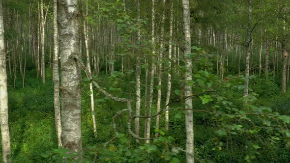 Aerial View of Birch Forest