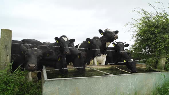 Group of cows with ear tags drinking water from a trough in a farm field on a cloudy day