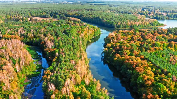 Autumn forest and turning river. Aerial view of wildlife, Poland