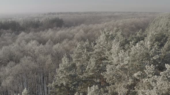 Ungraded Dlog Aerial View Of Deciduous Trees Without Foliage Leaves And Pines Forest In Landscape