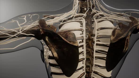 Transparent Human Body with Visible Bones alt