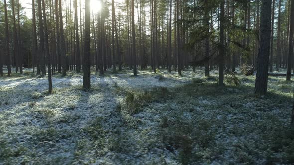 Sunny Snowy Forest in Winter